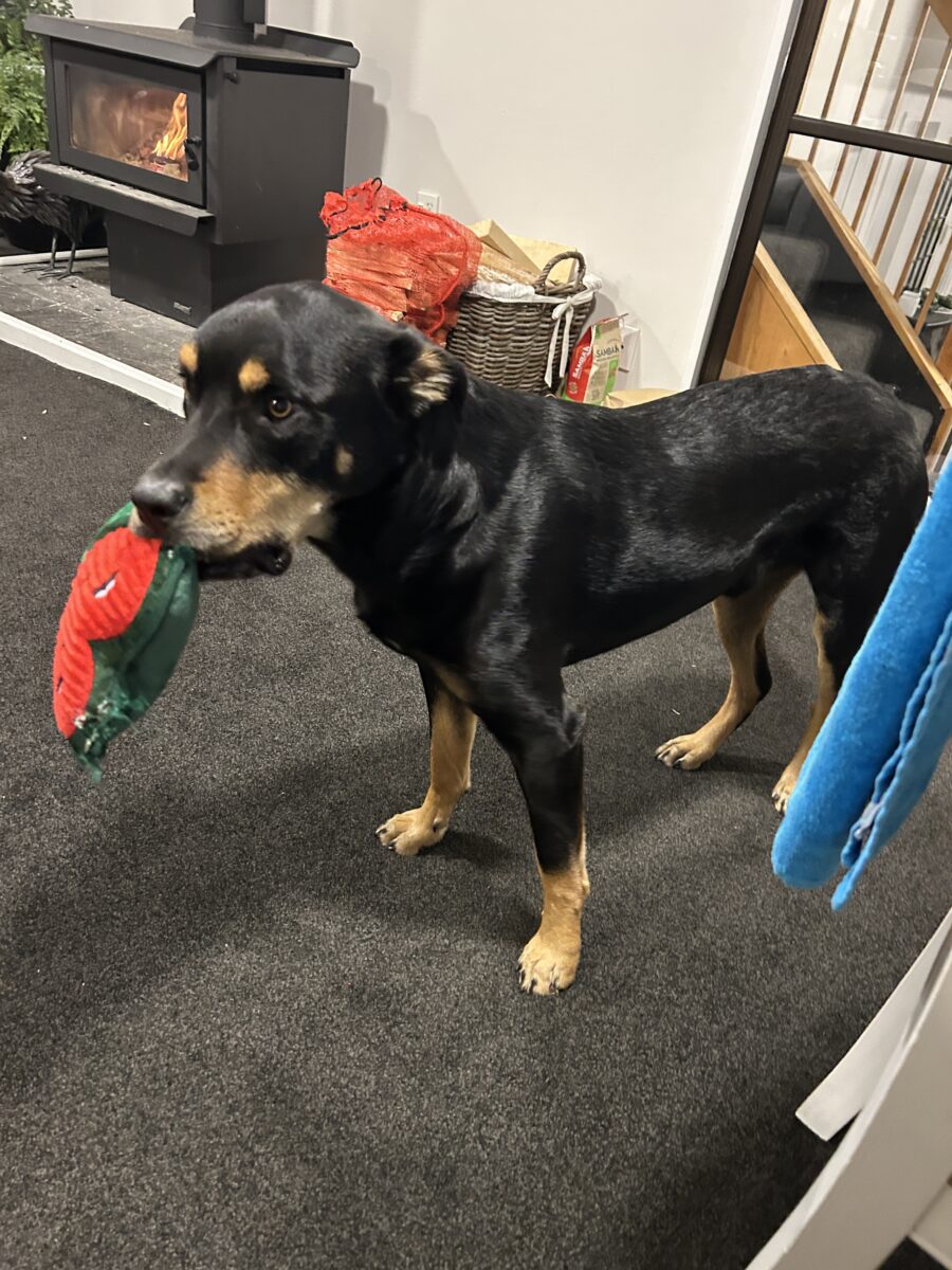 ホストファミリーが飼っている犬