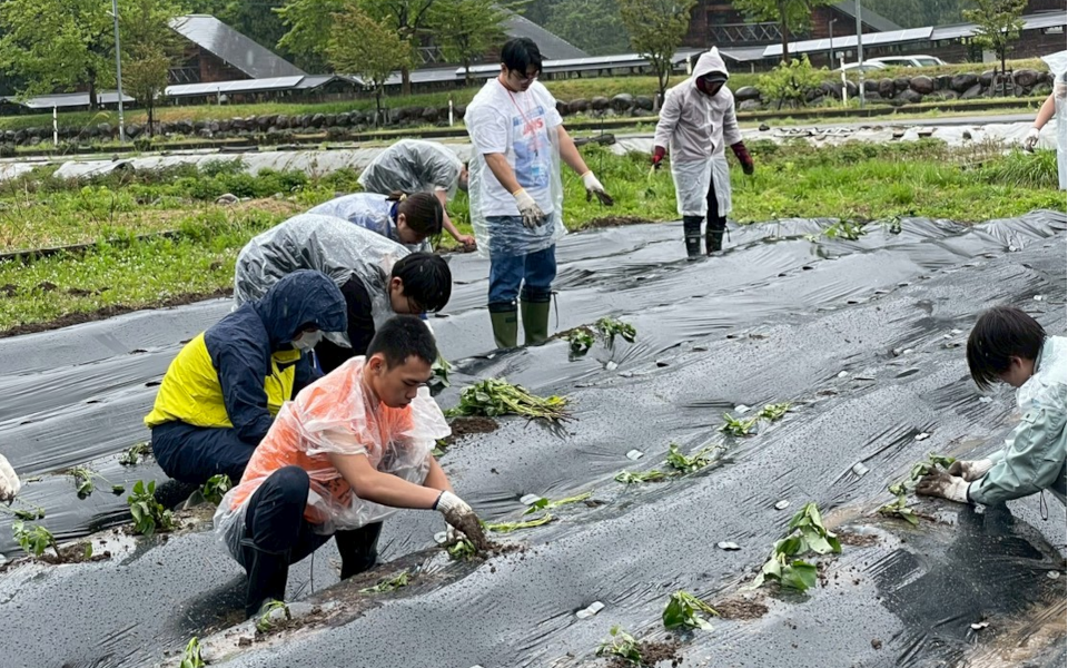 4回目となる「紅はるか」苗植えに参加